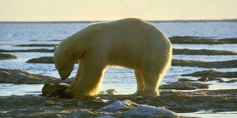 Conservation of polar bears and their habitat