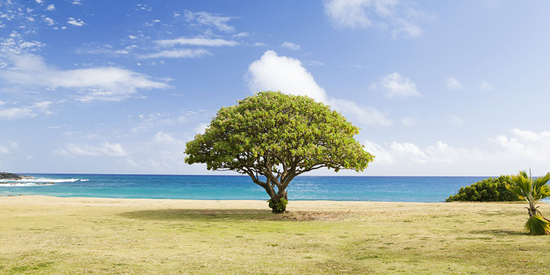 Planting more trees to protect global warming
